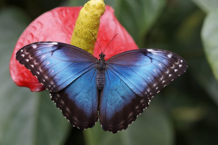 Papillon Changements positifs